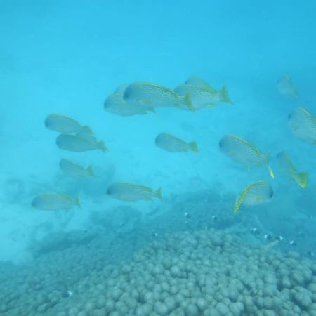 Wasini Raha Snorkeling And Diving Apartamento Exterior foto