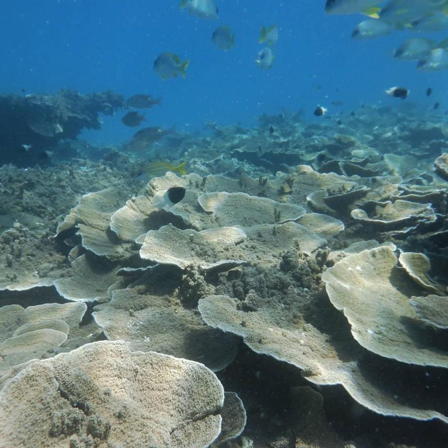 Wasini Raha Snorkeling And Diving Apartamento Exterior foto