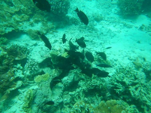 Wasini Raha Snorkeling And Diving Apartamento Exterior foto