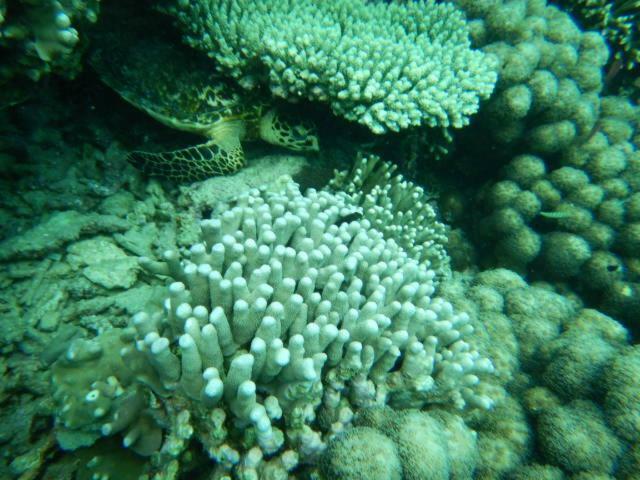 Wasini Raha Snorkeling And Diving Apartamento Exterior foto